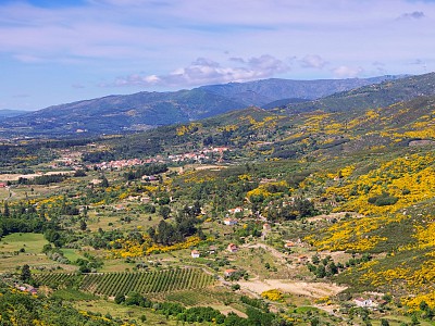 Natuurpark Serra da Estrela met Alpse bloemen in Portugal